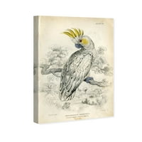 Wynwood Studio Animals Wall Art Canvas Prints 'Sulfur Cockatoo' птици - бело, сиво