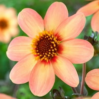 Гарден државен сијалица Дахлија ХС Прва loveубов, живи цвеќиња од цвеќиња